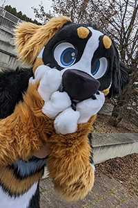 Bernese mountain dog fullsuit